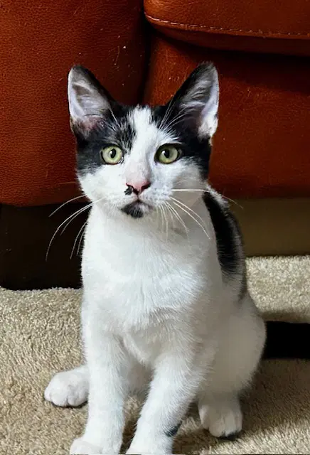 Fritter Fritz - Male Kitten image 2
