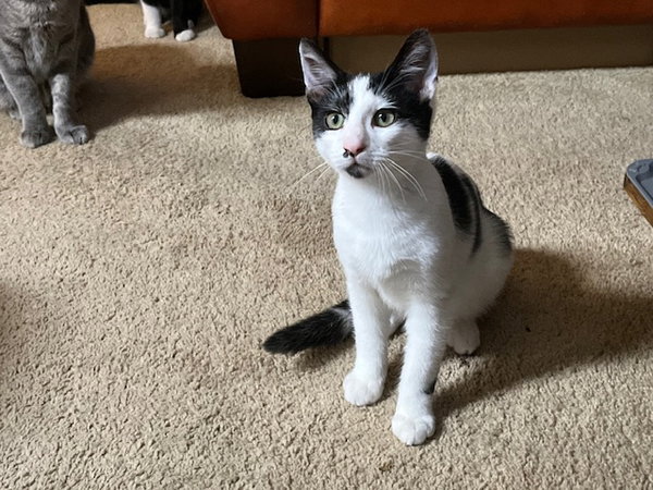 Fritter (Fritz) - male kitten
