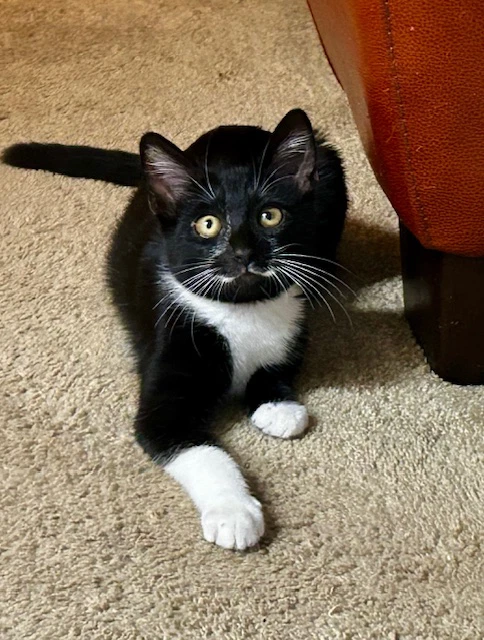 Mousse - Male Kitten