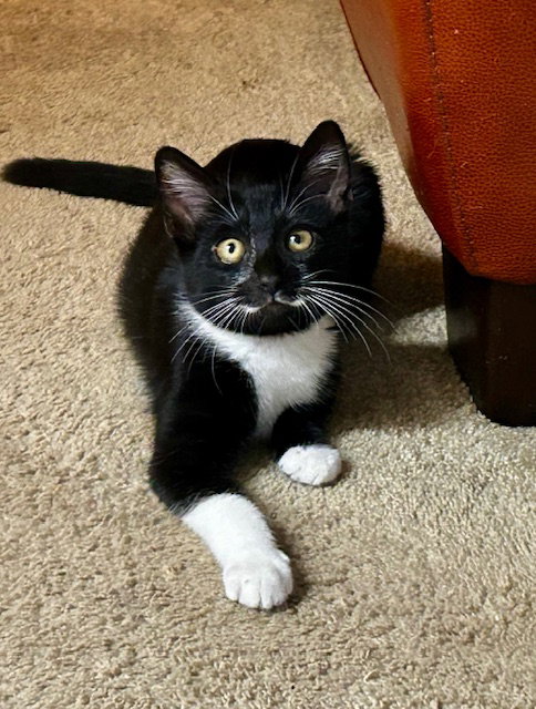 Mousse - male kitten, a cat for adoption from Pink Paws For The Cause