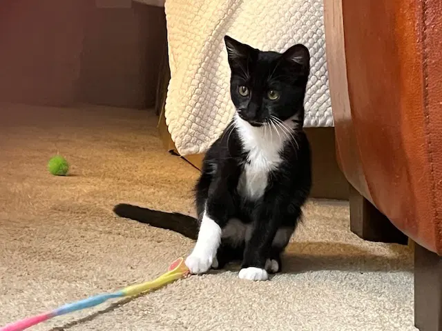 Mousse - Male Kitten image 2