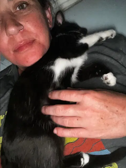 Mousse - Male Kitten image 3
