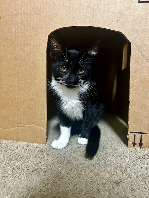Mousse - Male Kitten image 4