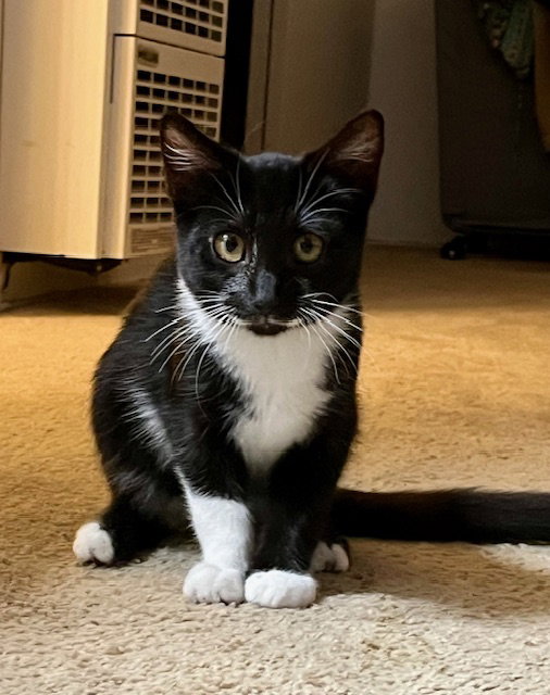 Mousse - male kitten, photo 5