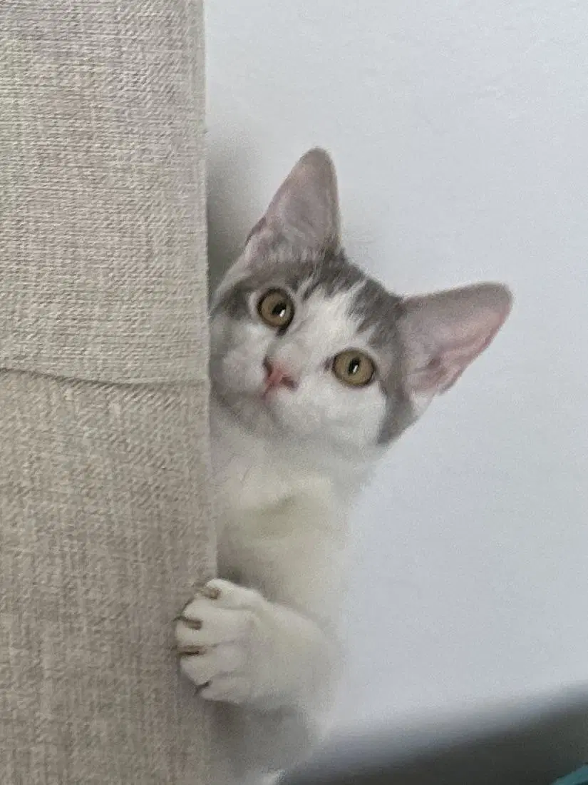 Midge - Female Kitten image 2