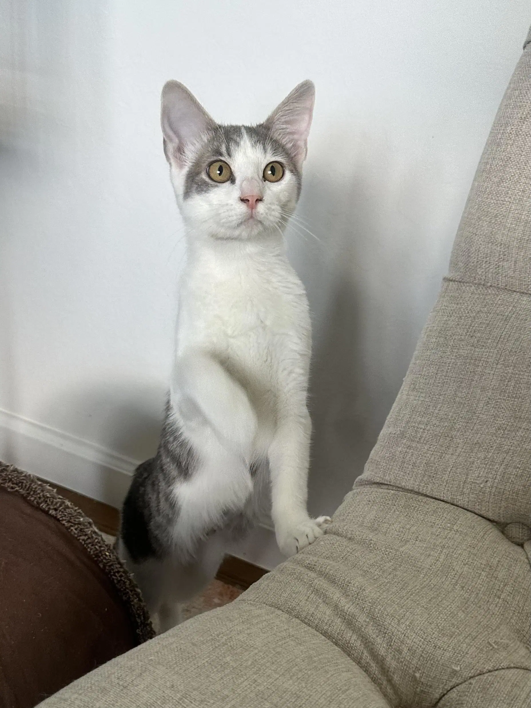 Midge - Female Kitten image 3