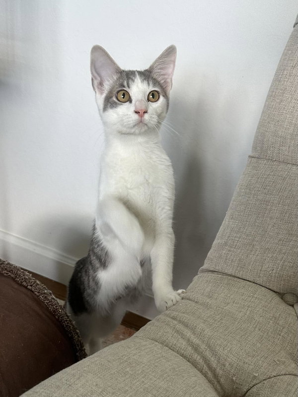Midge - female kitten