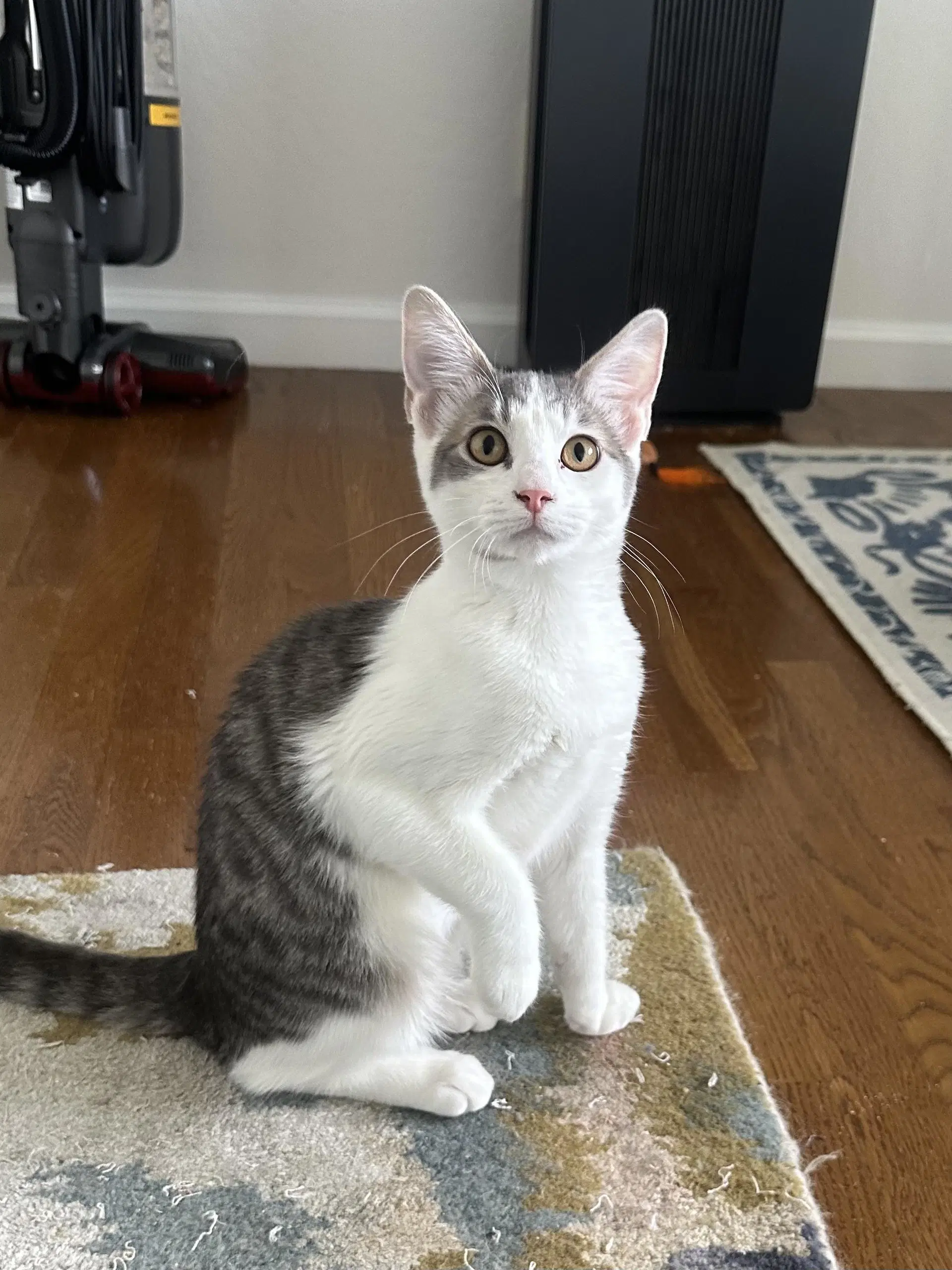 Midge - Female Kitten - Tabby