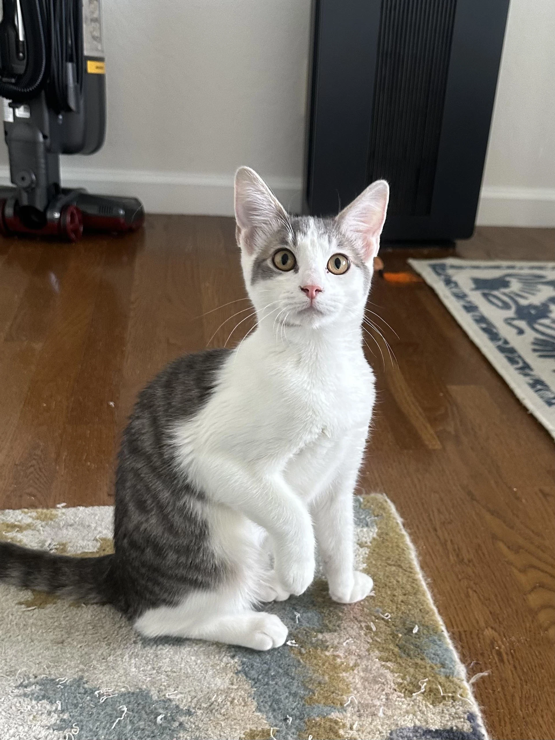 Midge - Female Kitten