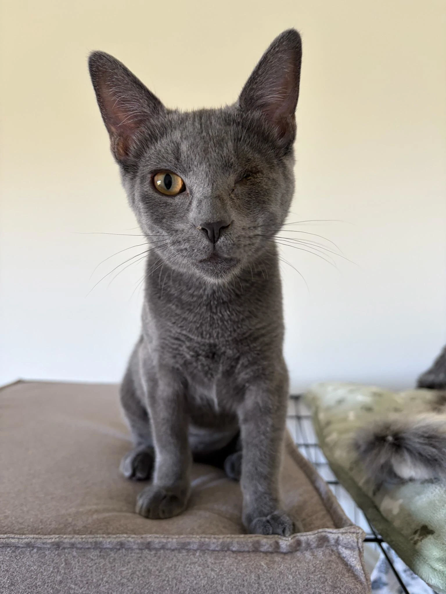 Beetle - Female Kitten