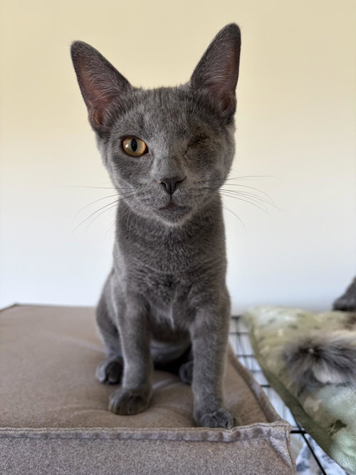 Beetle - female kitten, a cat for adoption from Pink Paws For The Cause