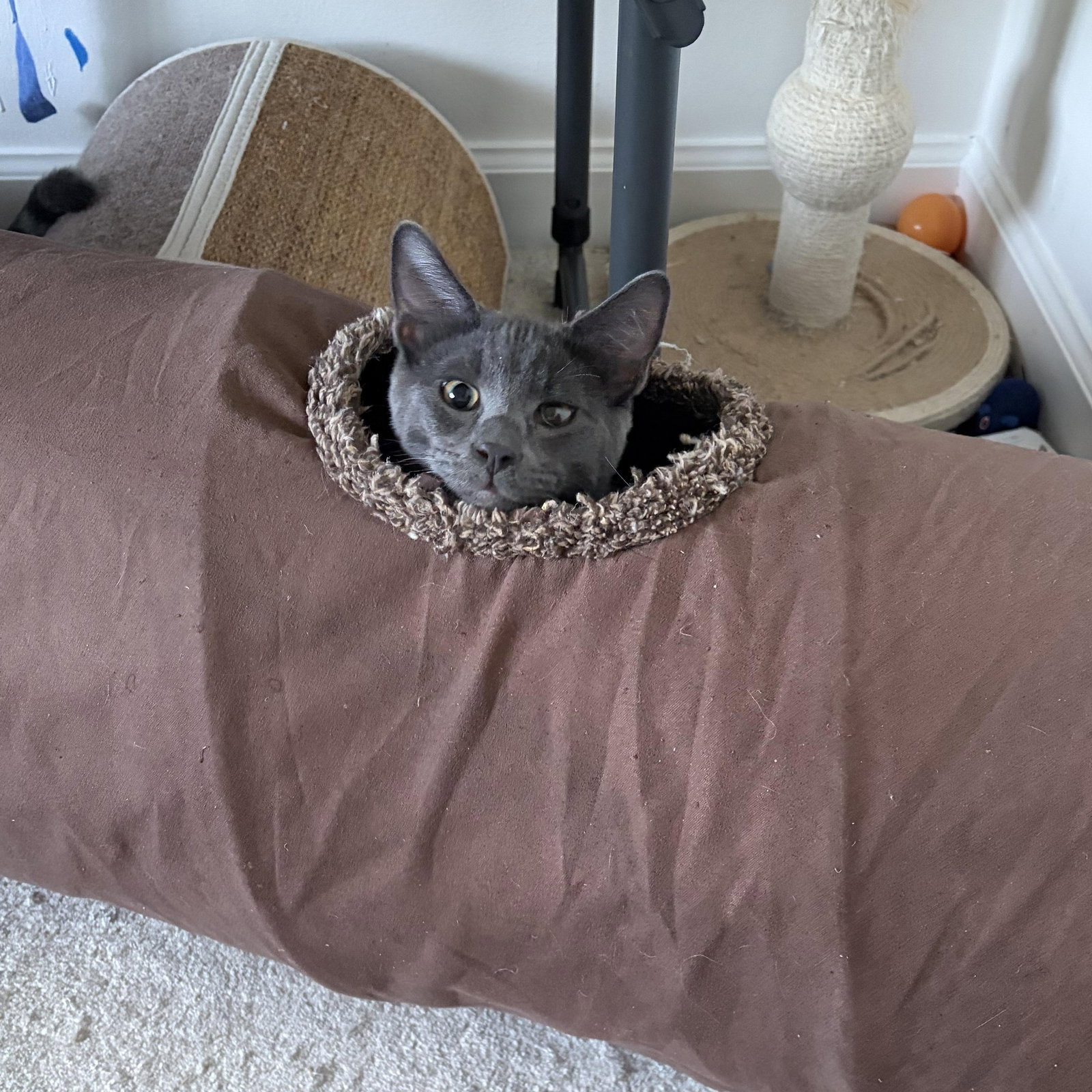 Worm - male kitten, photo 3