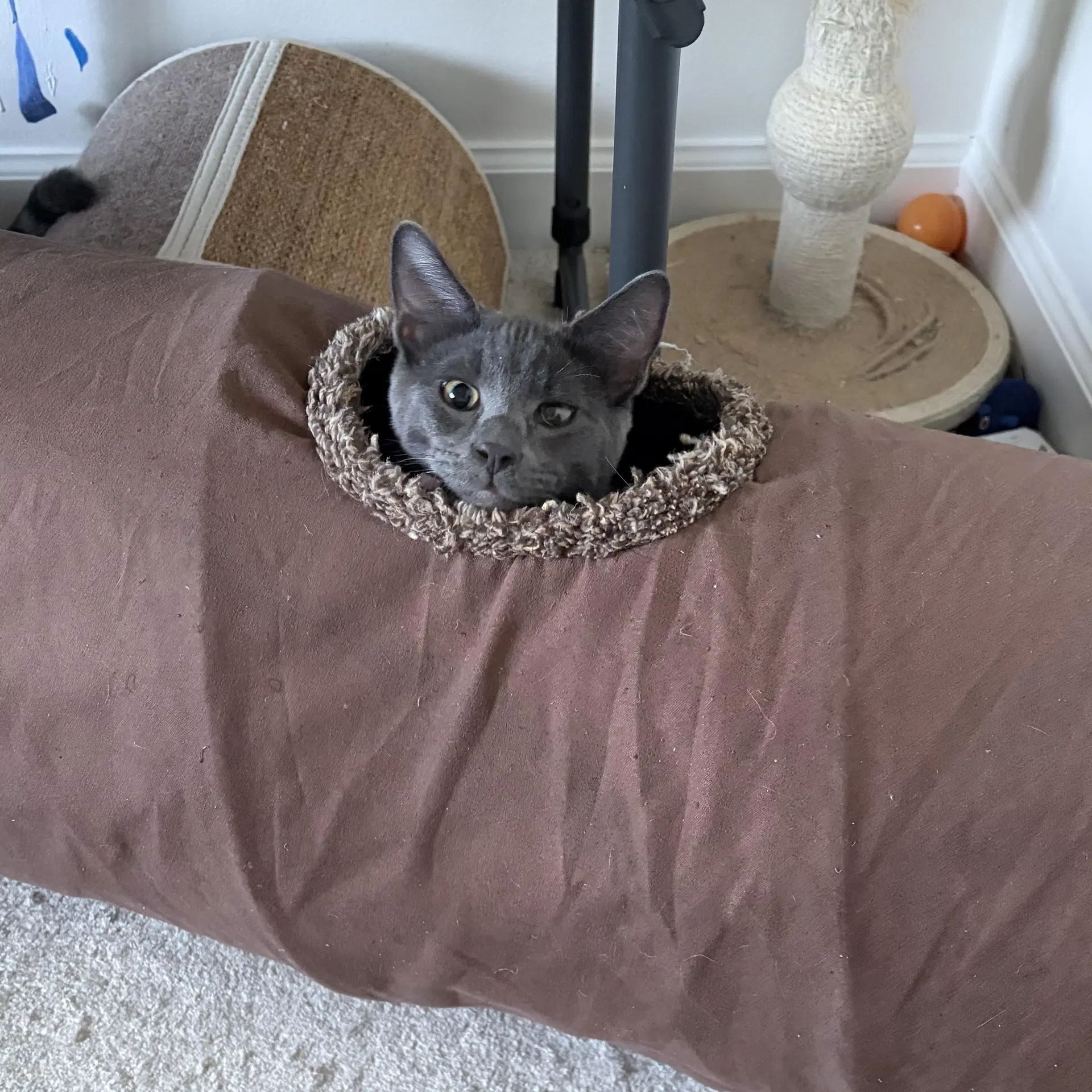 Worm - Male Kitten image 3