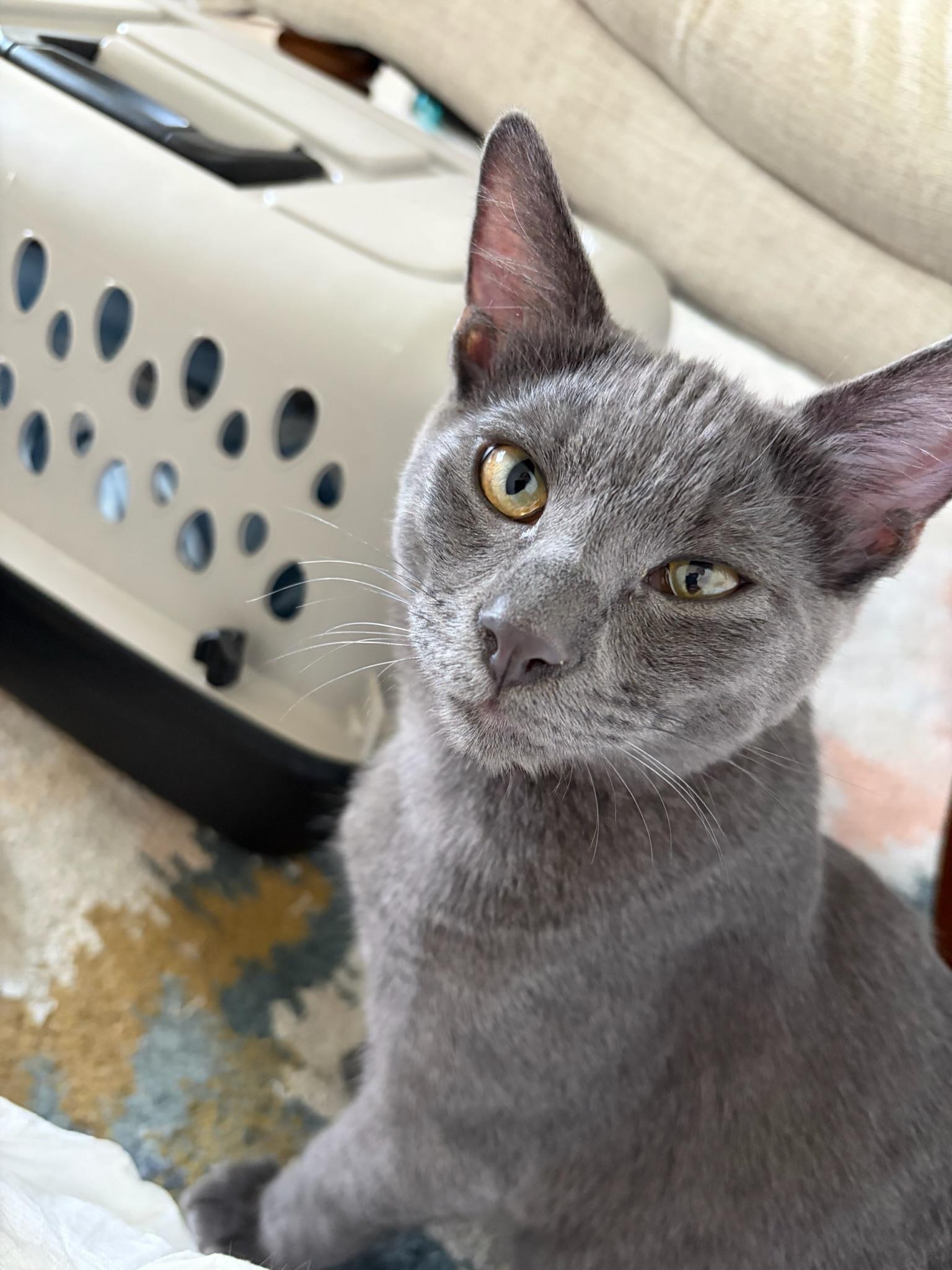 Worm - male kitten, photo 2