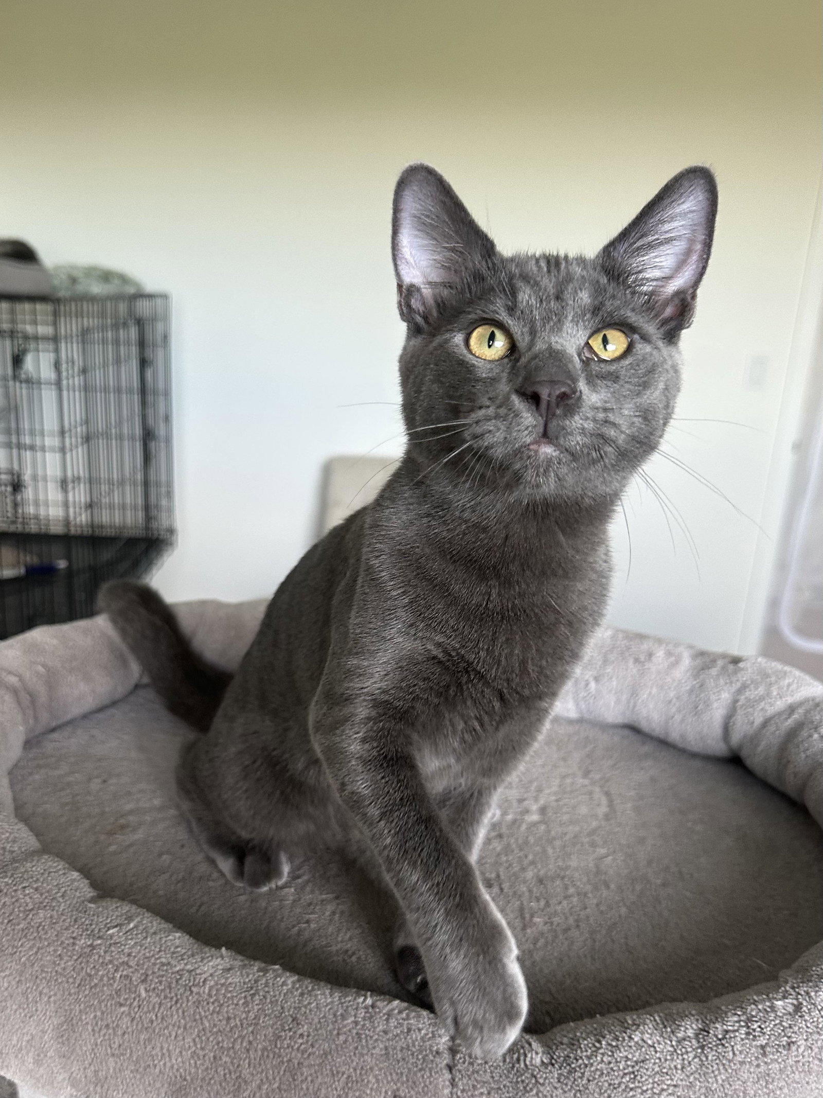 Worm - male kitten, Domestic Short Hair