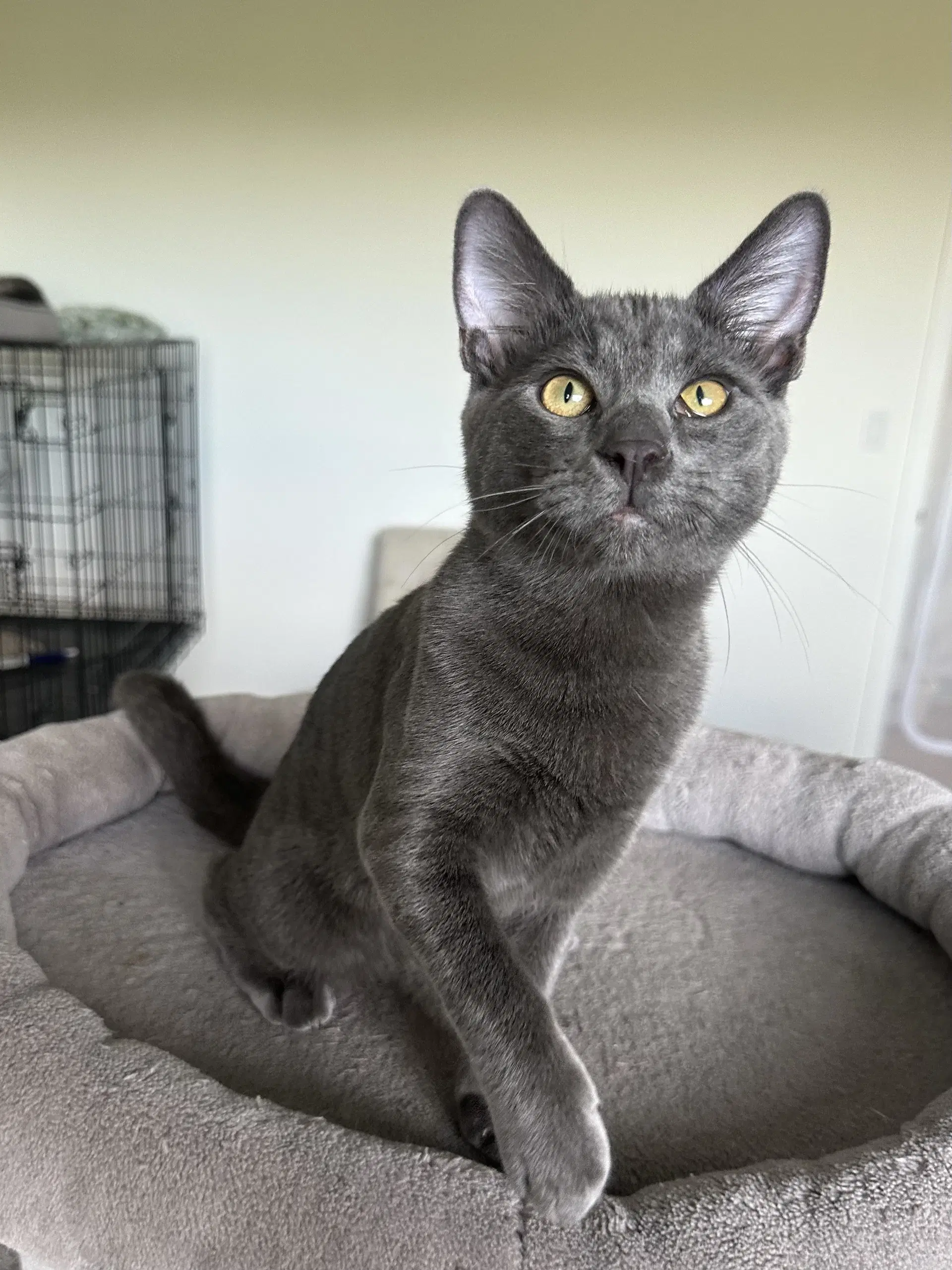 Worm - Male Kitten - Domestic Short Hair