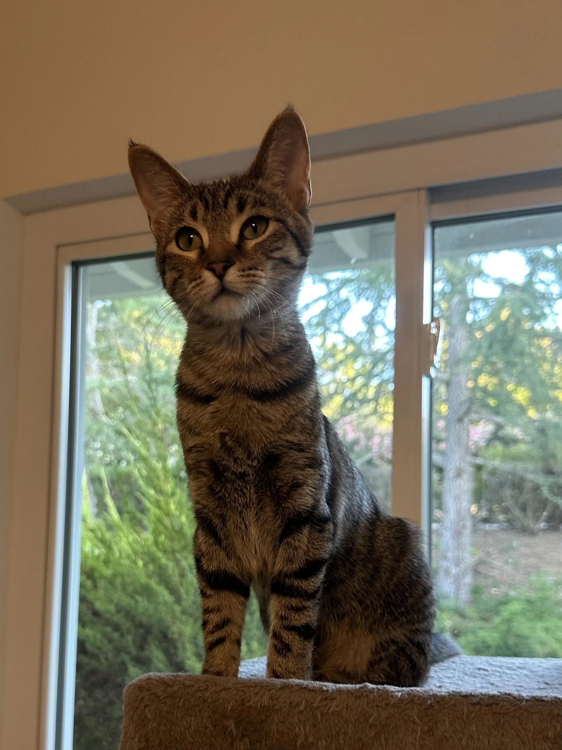 Millie - Female Kitten - Tabby