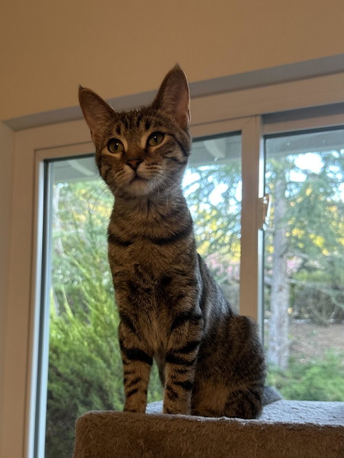 Millie - female kitten, a cat for adoption from Pink Paws For The Cause