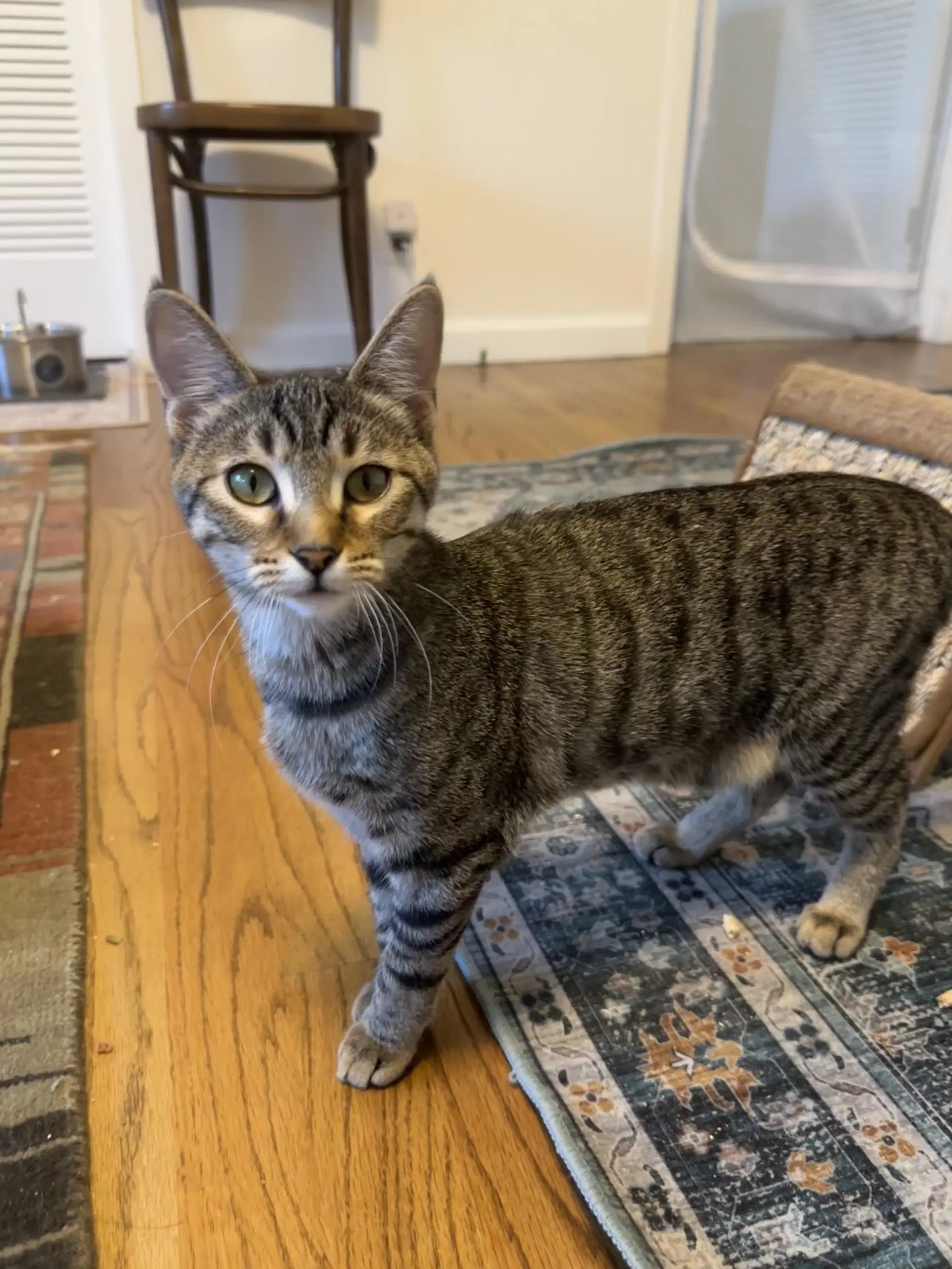 Millie - Female Kitten image 2