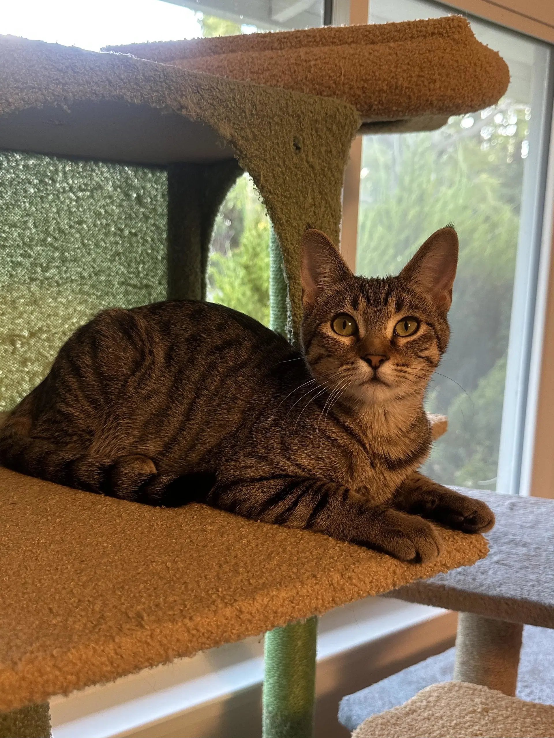 Millie - Female Kitten image 3