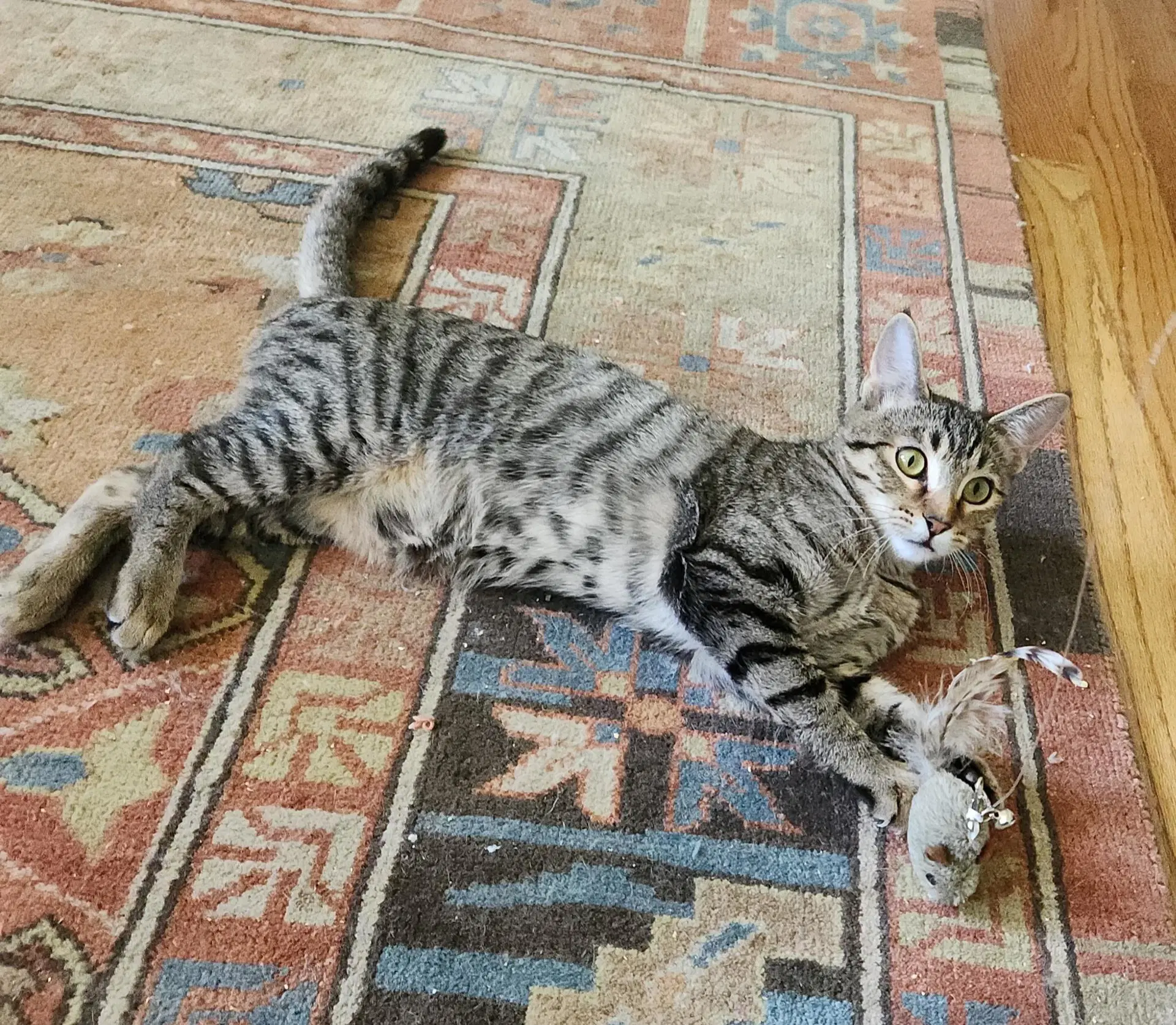 Millie - Female Kitten image 4