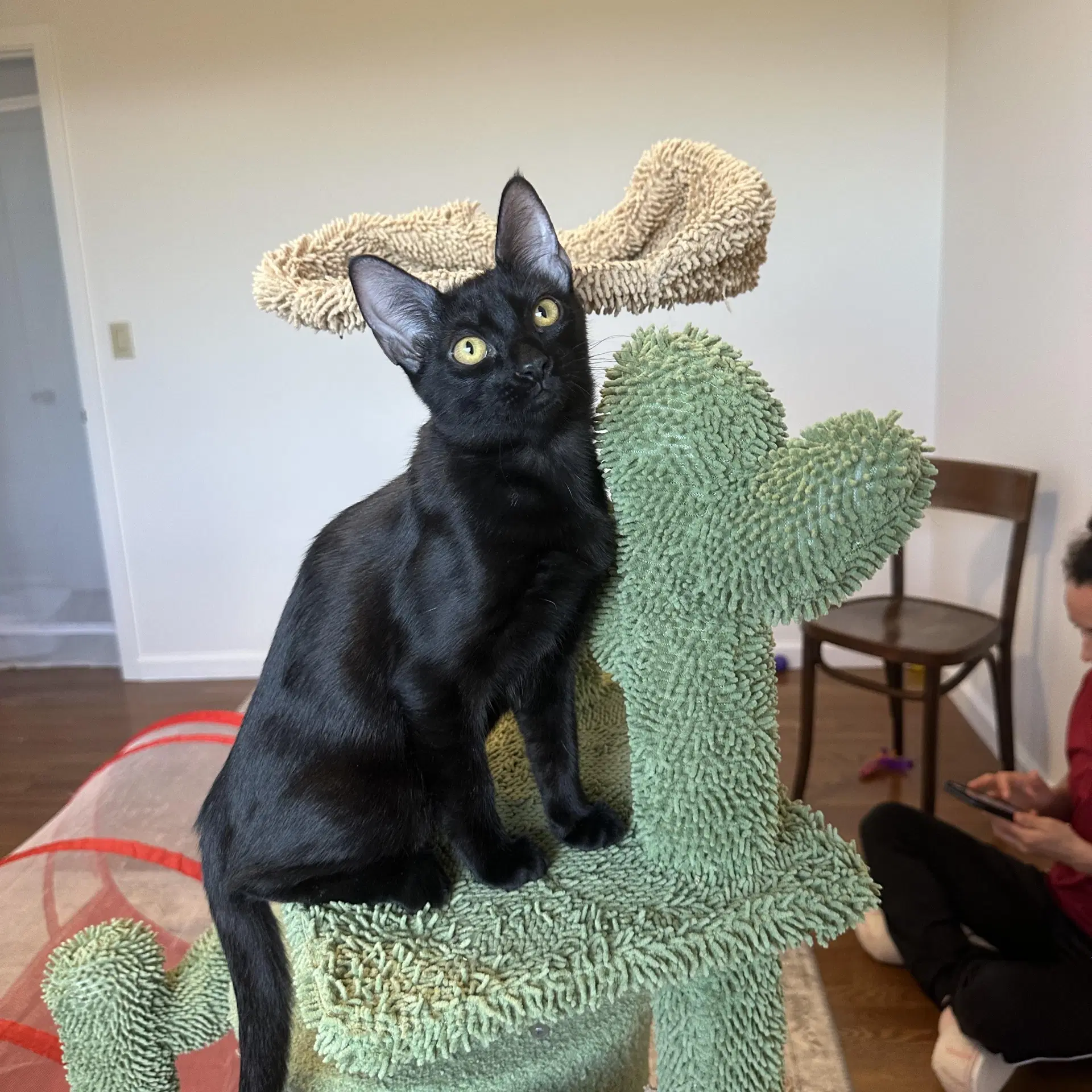 Adrienne - Female Kitten - Domestic Short Hair
