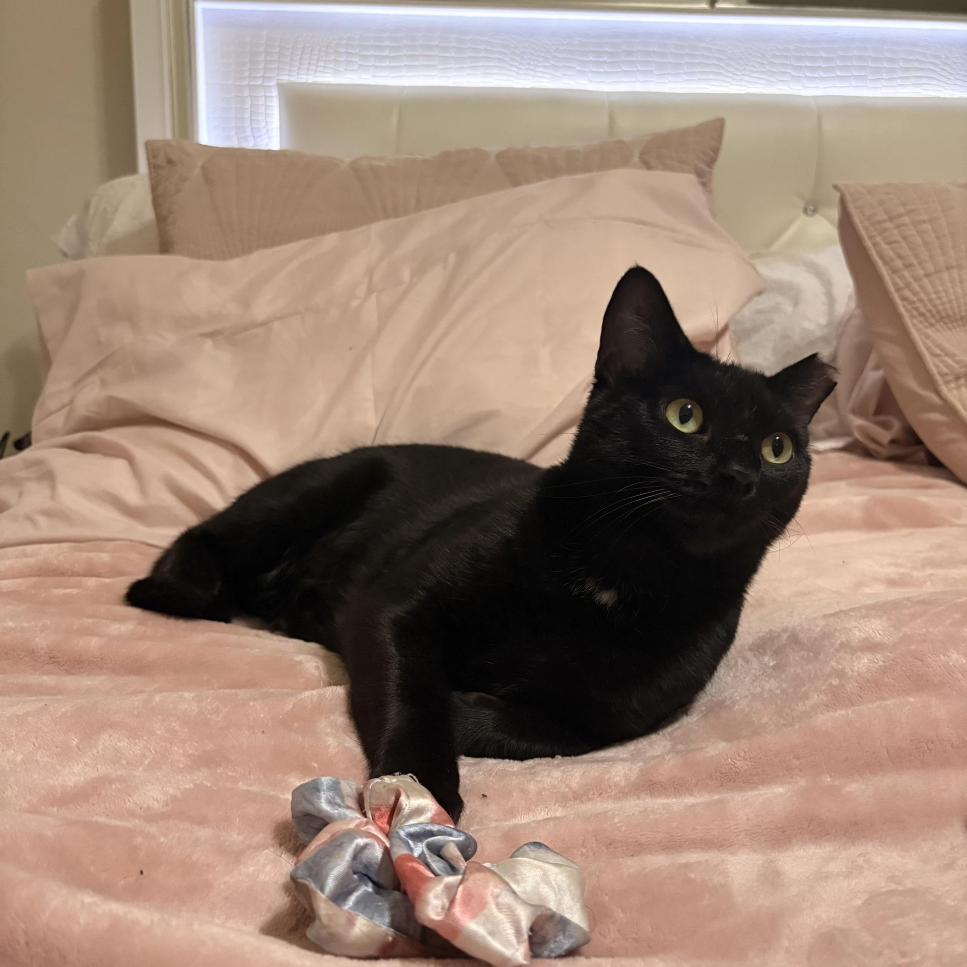 Sam - Female Adult
