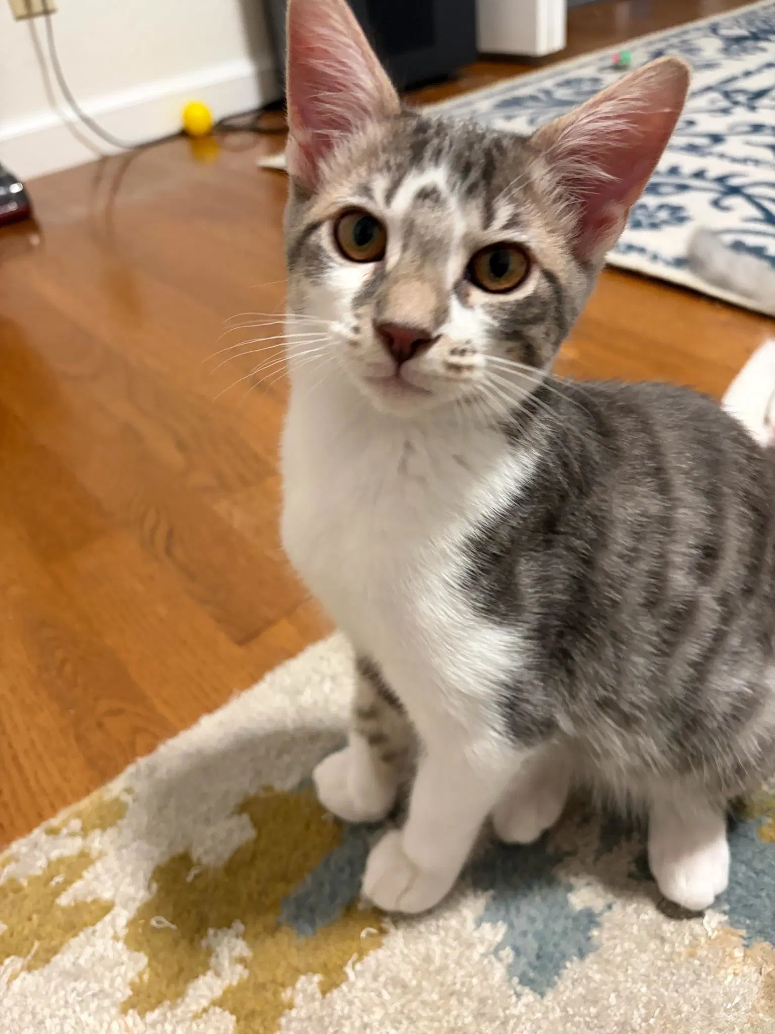 Cricket - Female Kitten - Tabby