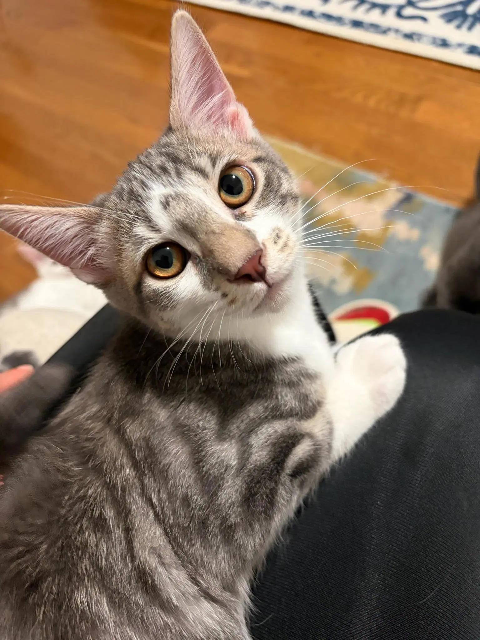 Cricket - Female Kitten image 2