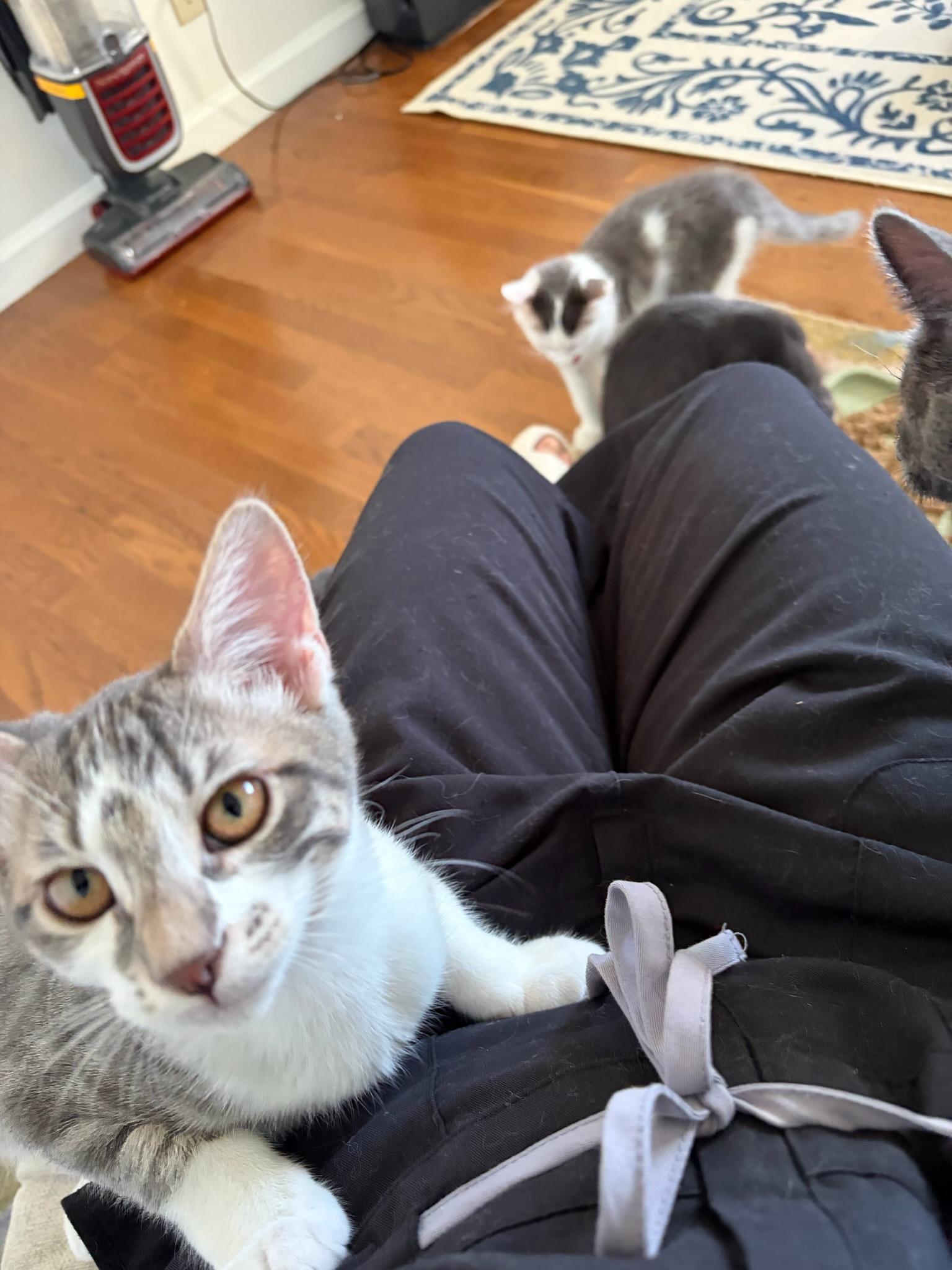 Cricket - female kitten, photo 3