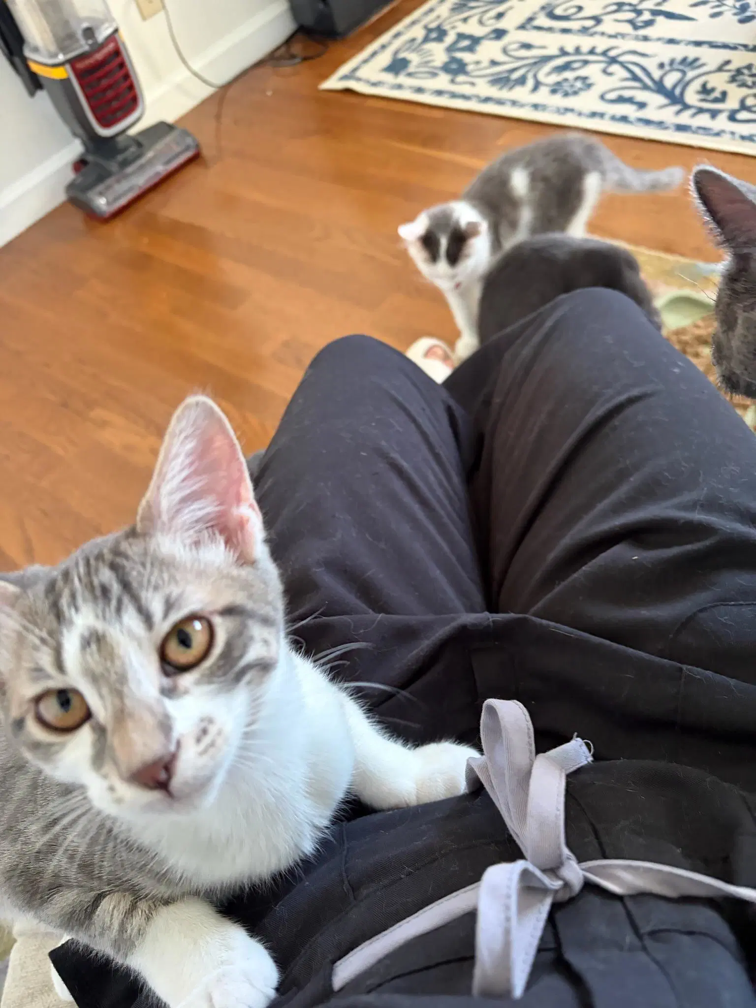 Cricket - Female Kitten image 3