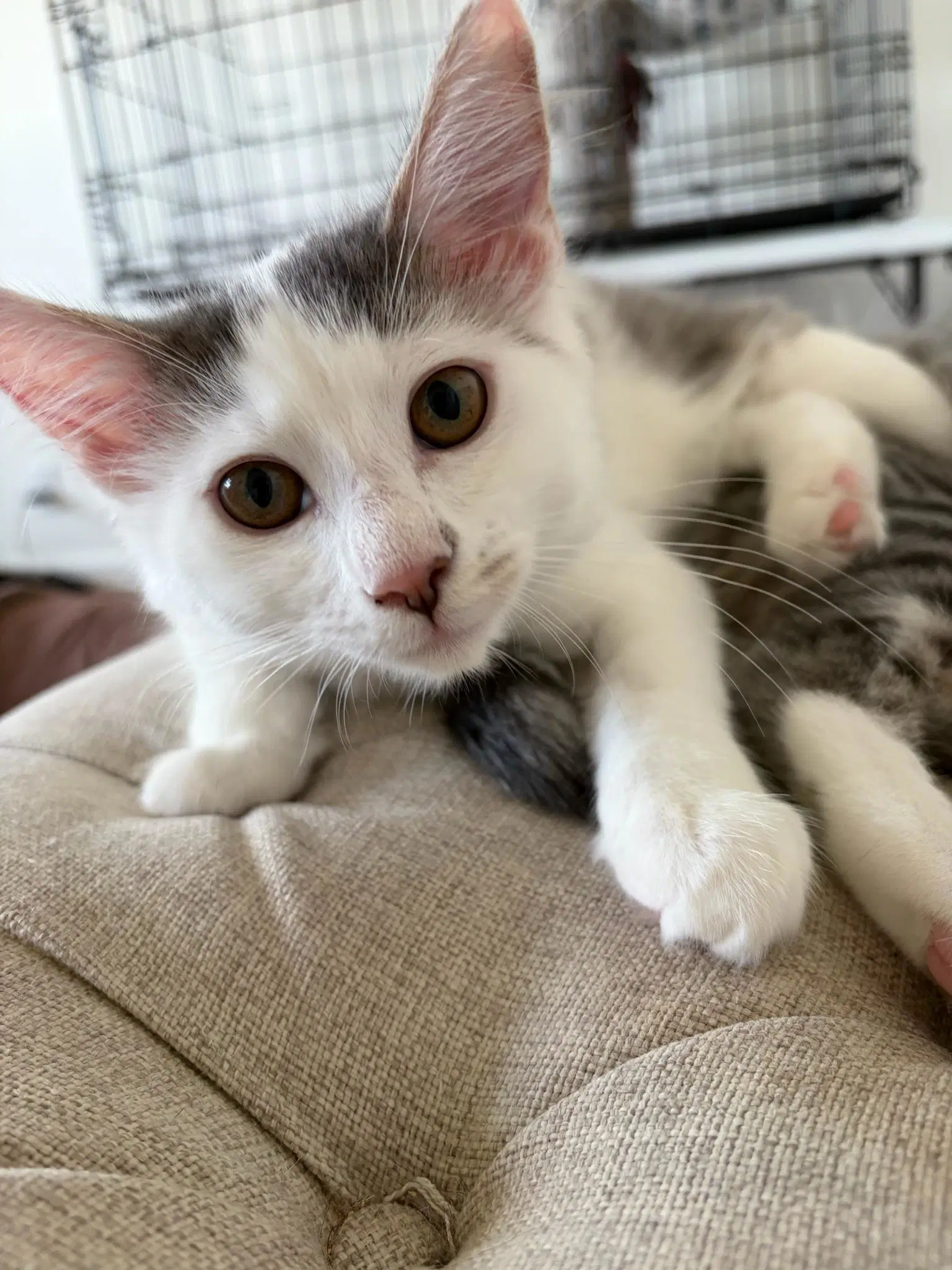 June Bug - Female Kitten - Domestic Long Hair