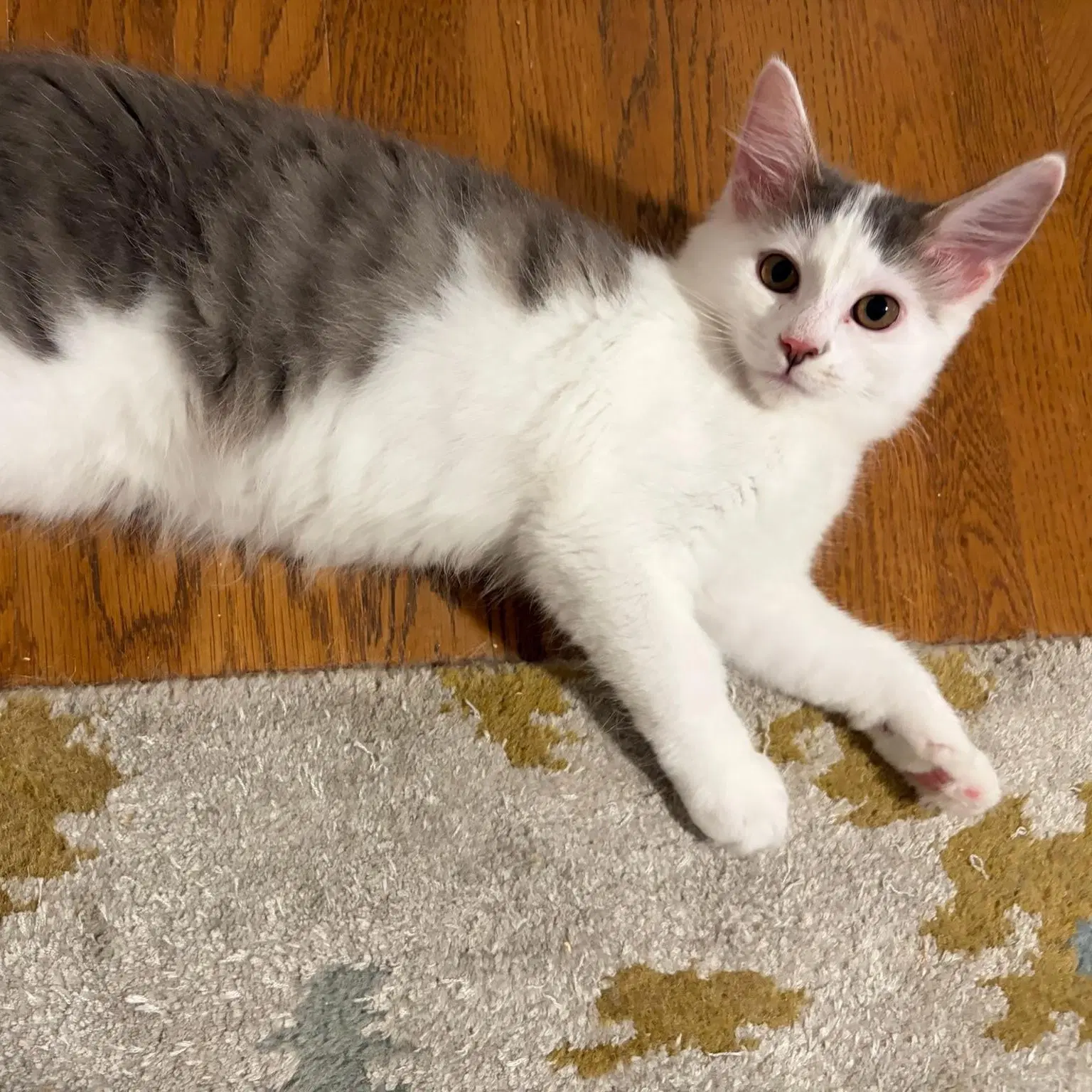 June Bug - Female Kitten image 2