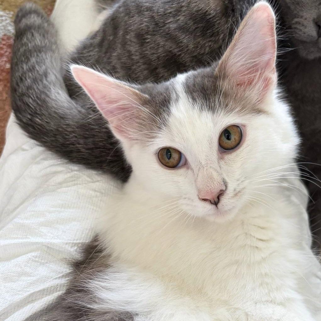 June Bug - female kitten, photo 3