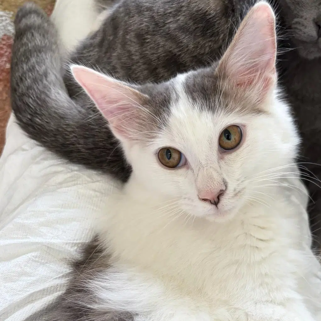 June Bug - Female Kitten image 3