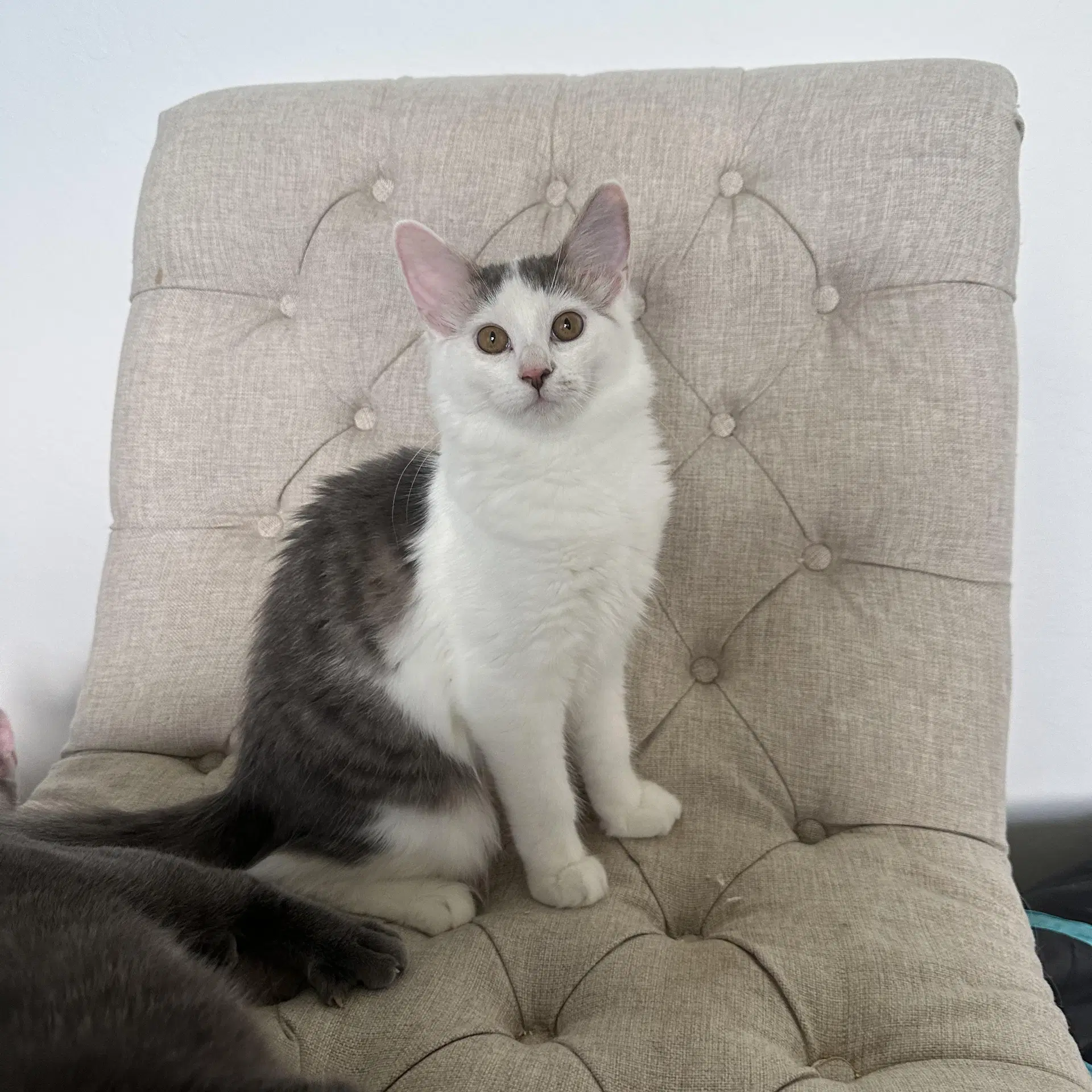 June Bug - Female Kitten image 4