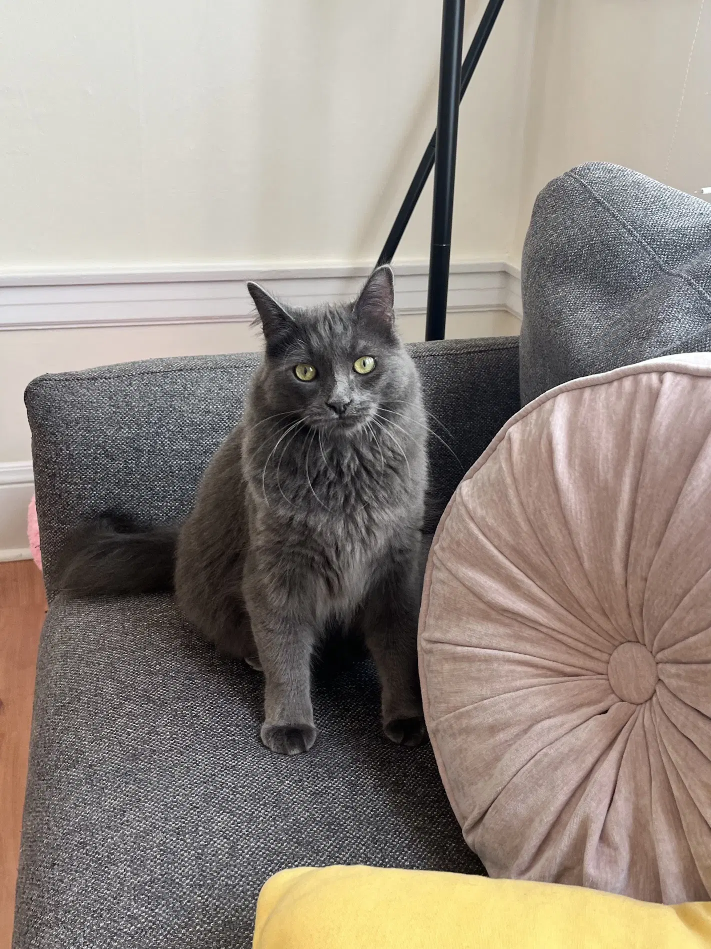 Silver - Domestic Long Hair