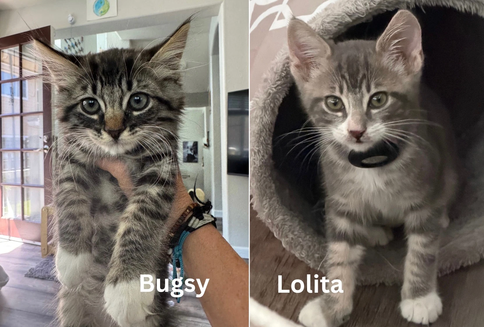 Bugsy  Lolita - Bonded Kittens