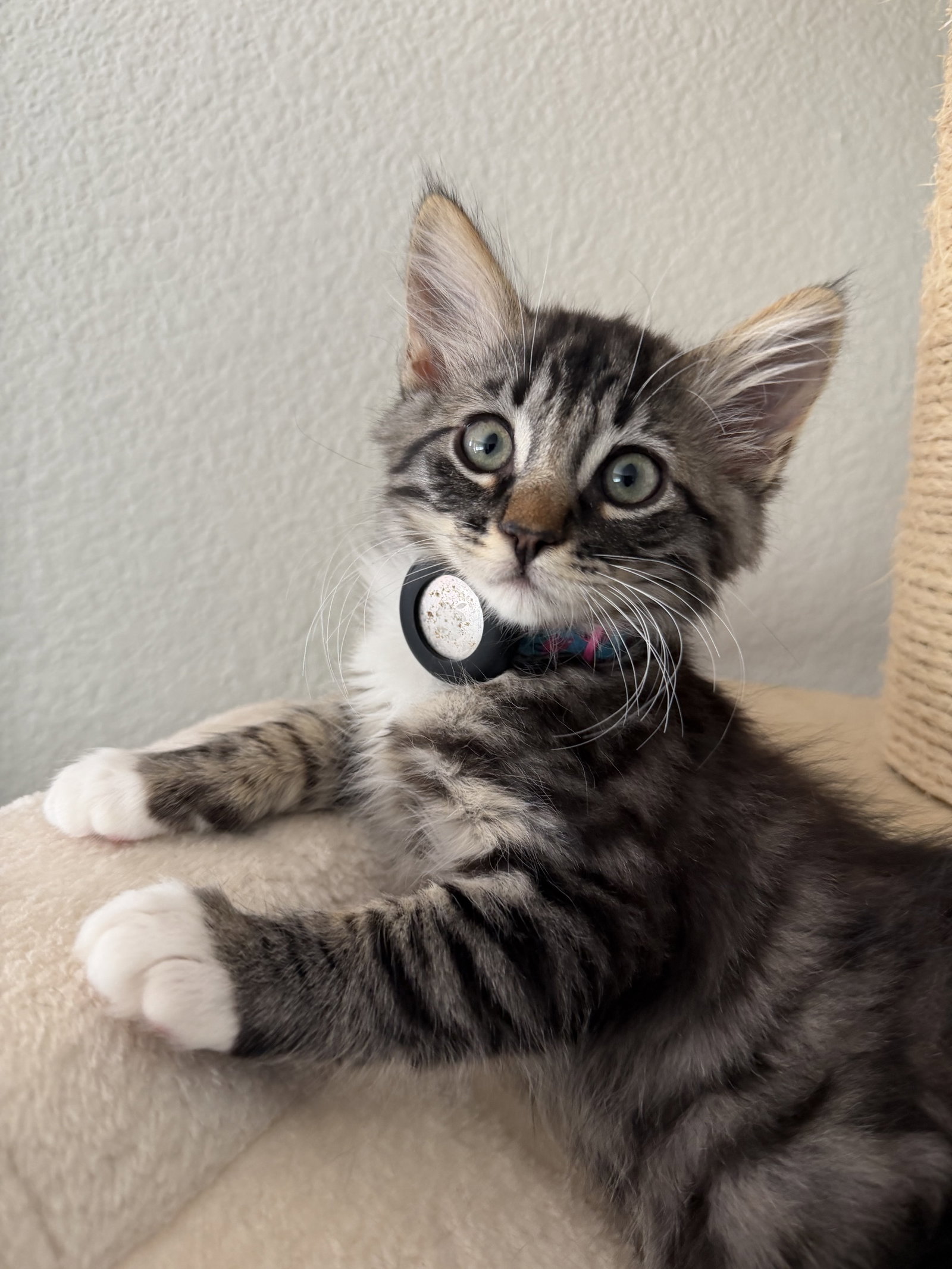 Bugsy & Lolita - bonded kittens, photo 3
