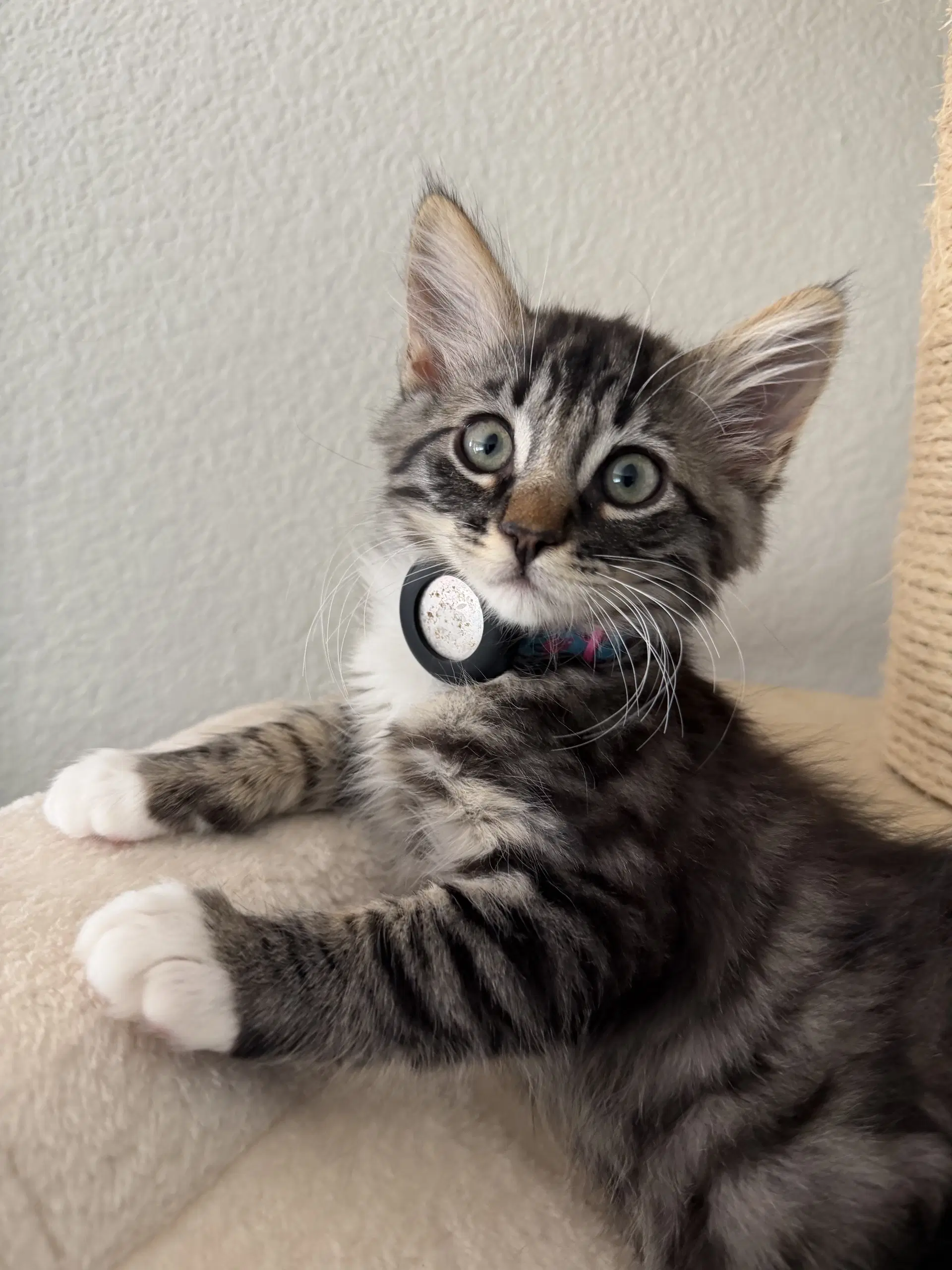 Bugsy  Lolita - Bonded Kittens image 3