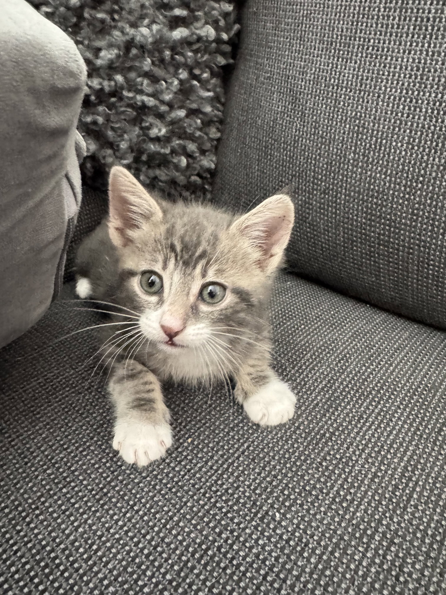 Bugsy & Lolita - bonded kittens, photo 5