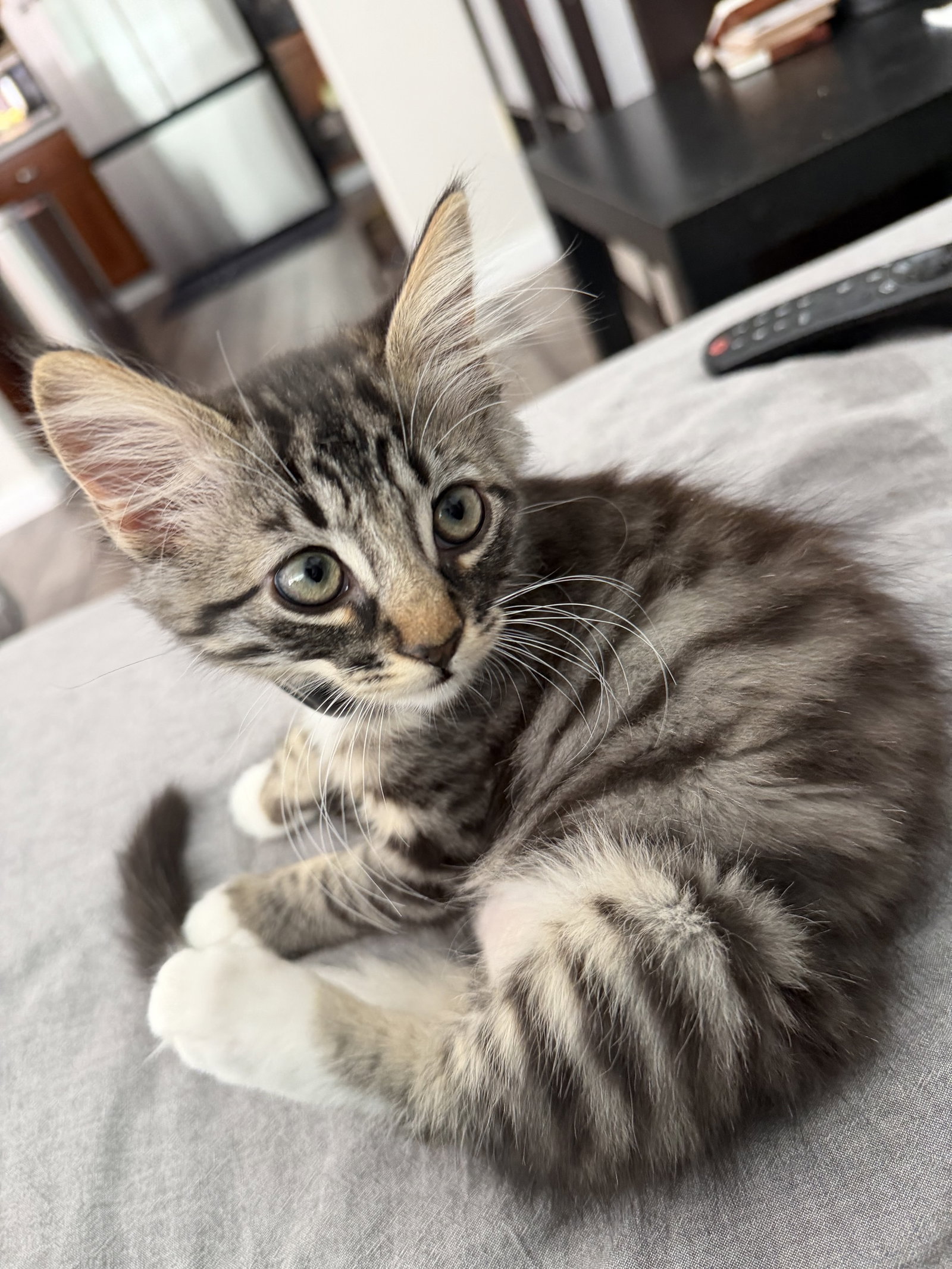 Bugsy & Lolita - bonded kittens, photo 6