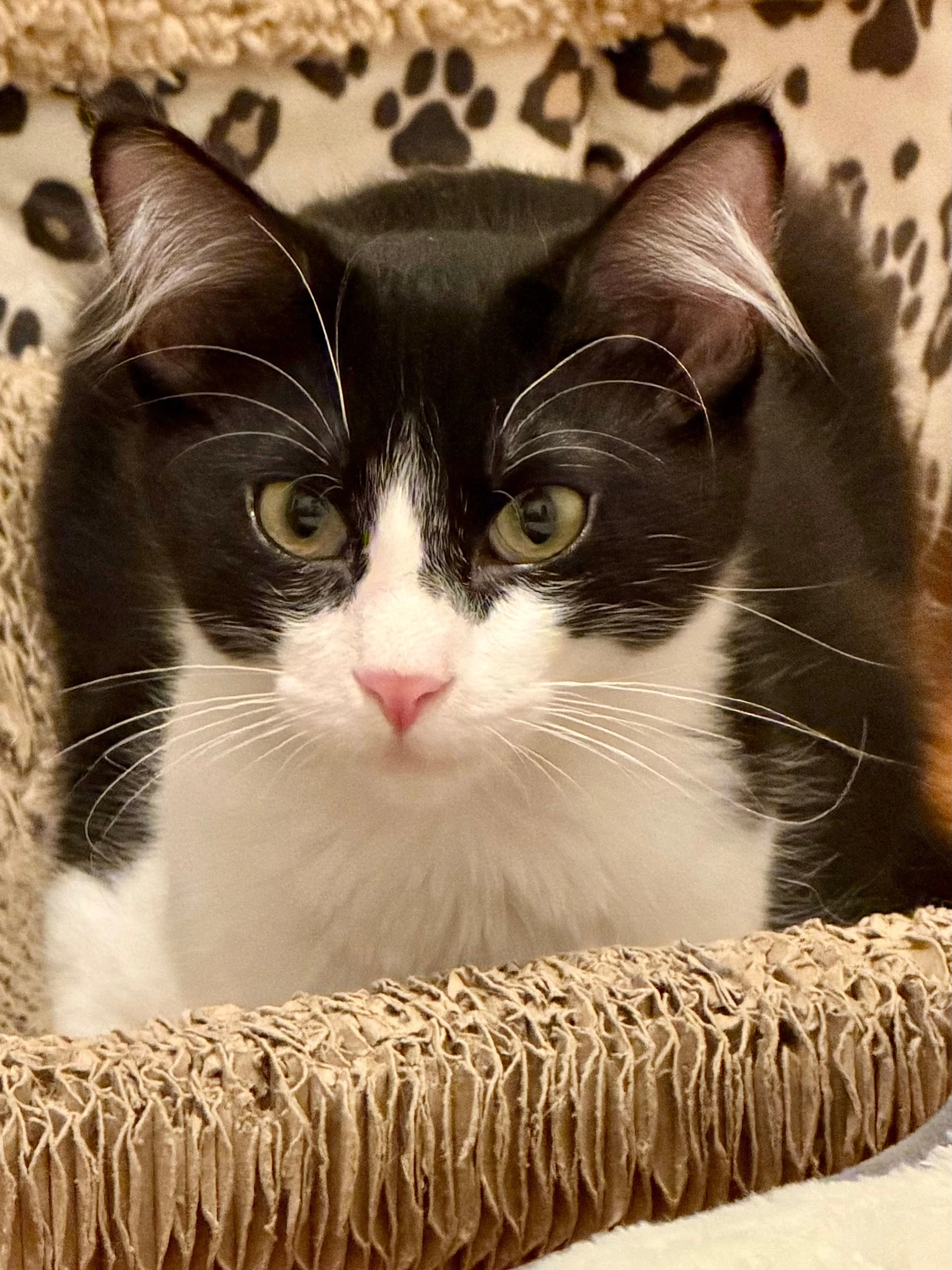Domino - Female Kitten
