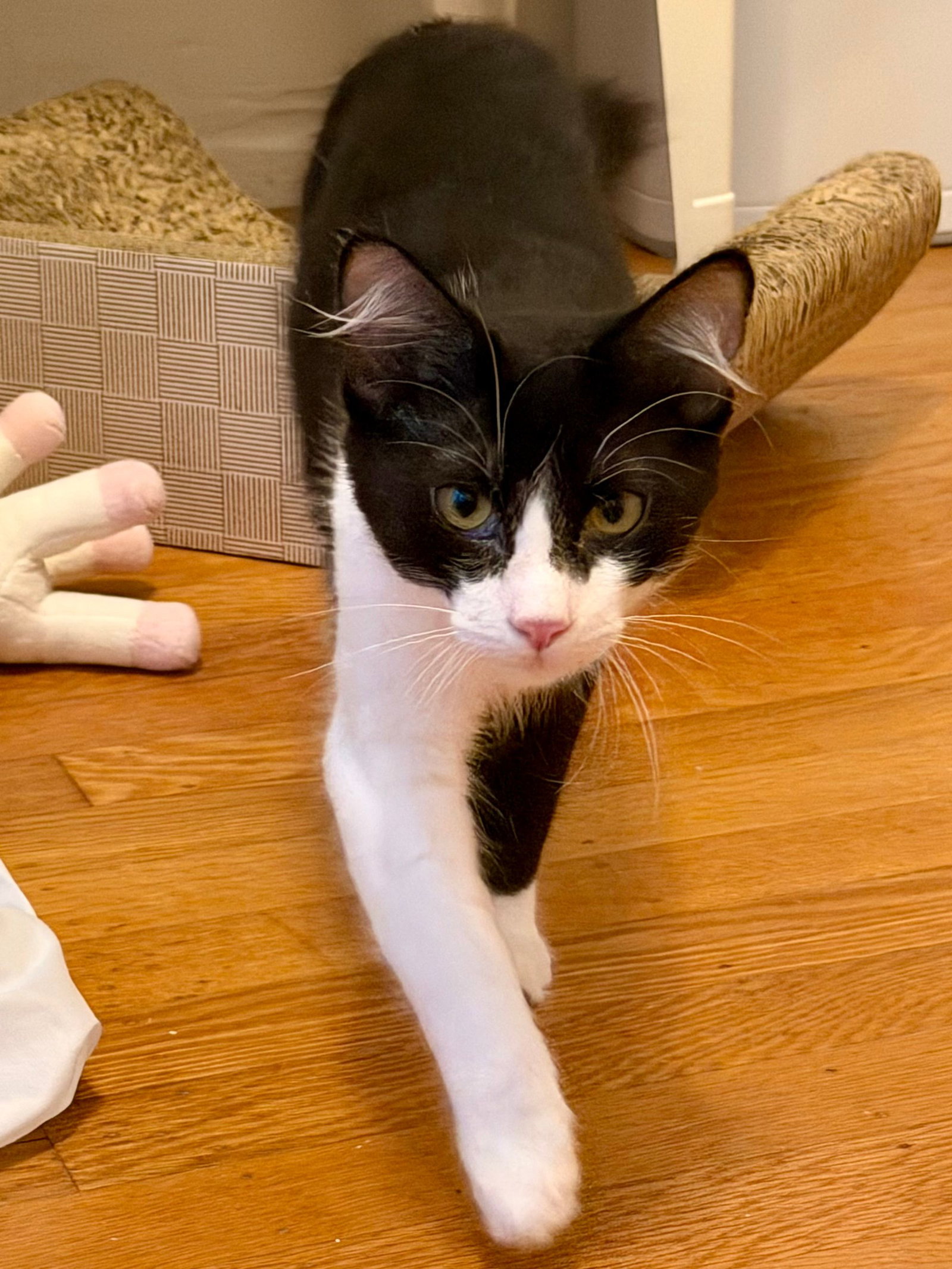 Domino - female kitten, photo 5