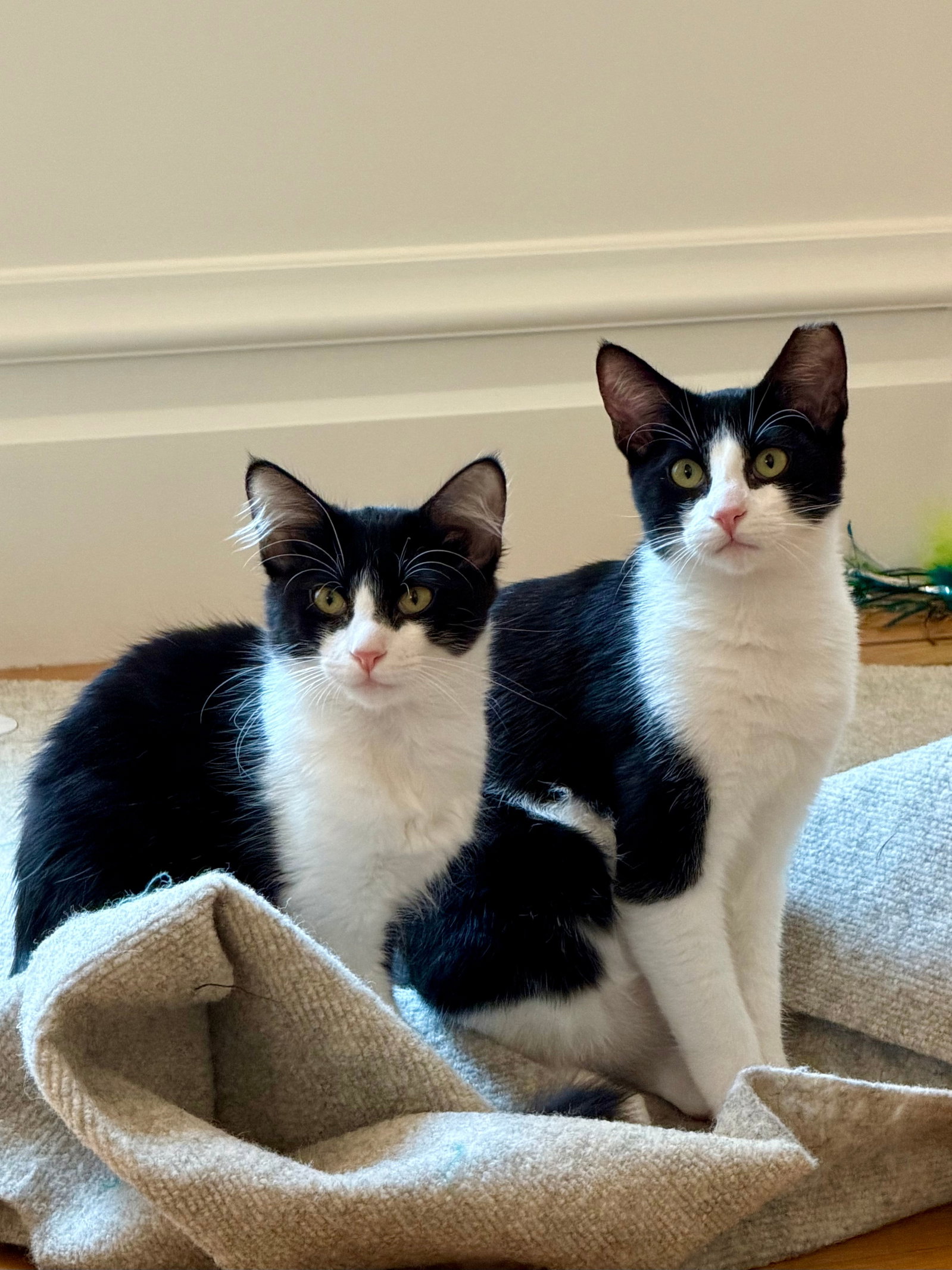 Domino - female kitten, photo 6