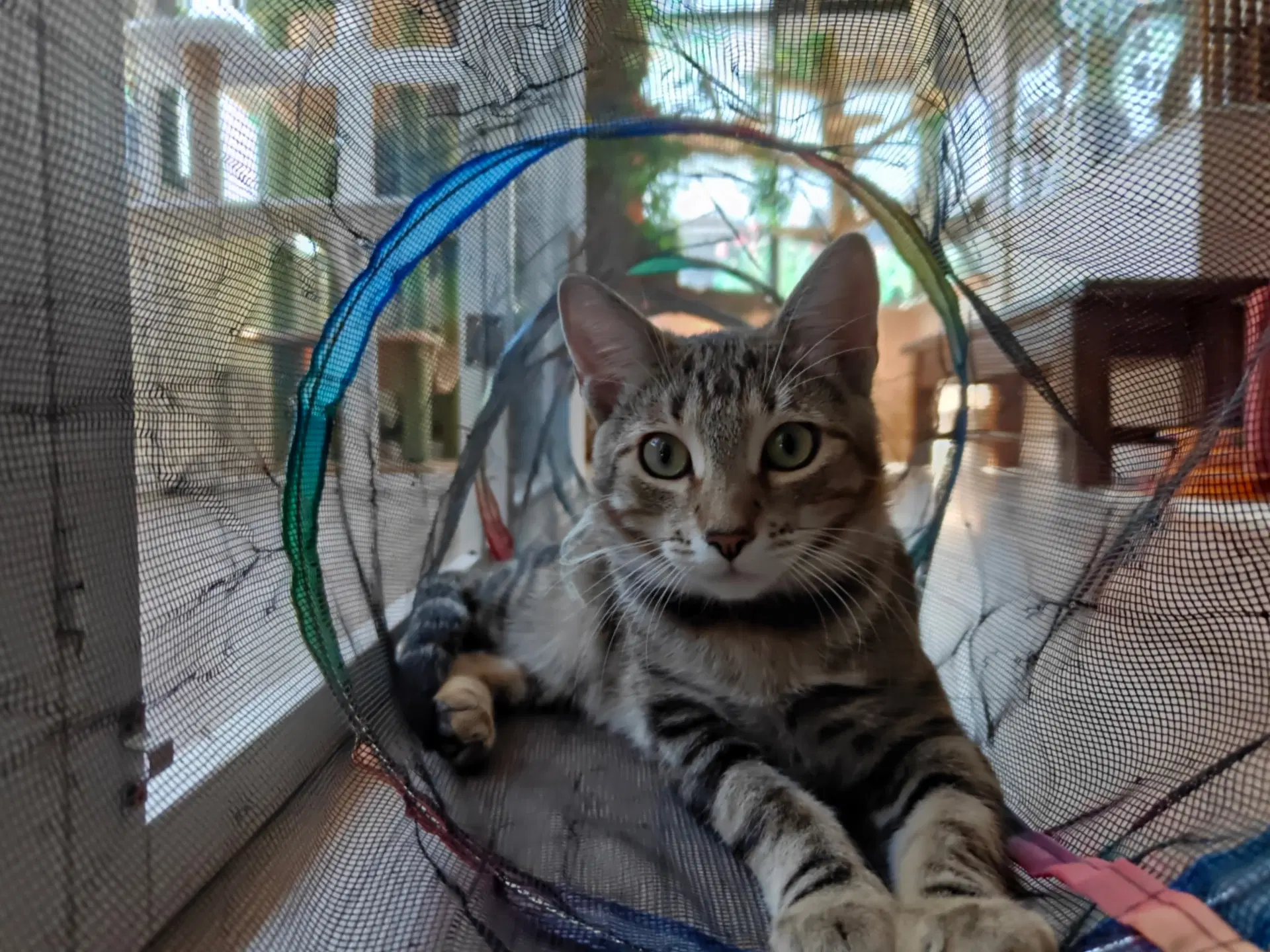 Ron - Male Teen Kitten - Tabby