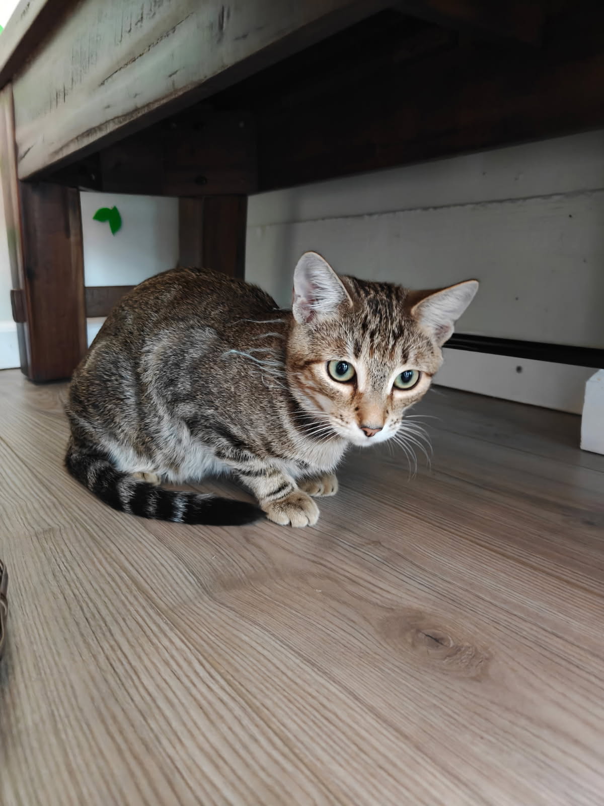 Ron - male teen kitten, photo 2