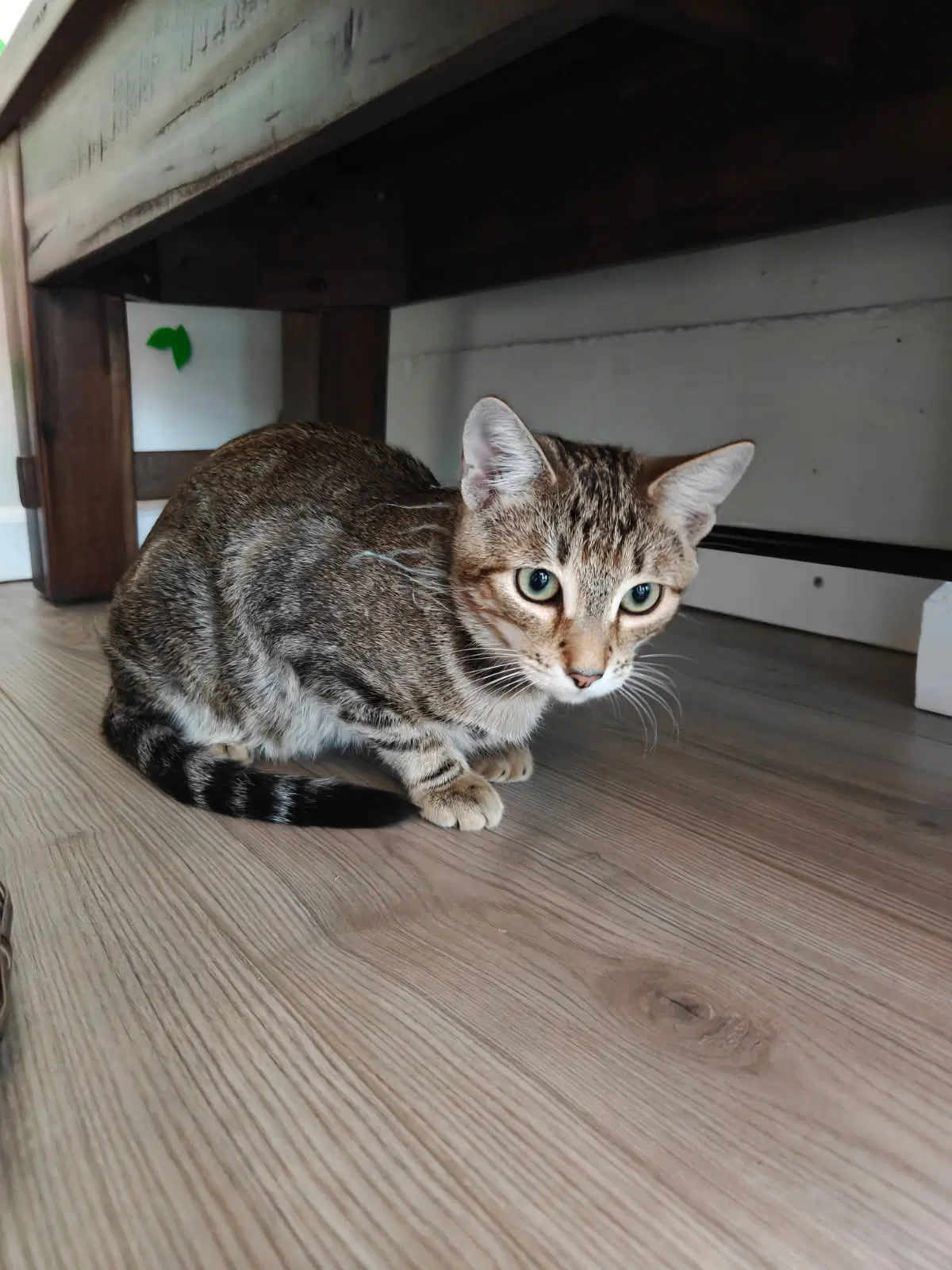 Ron - Male Teen Kitten image 2