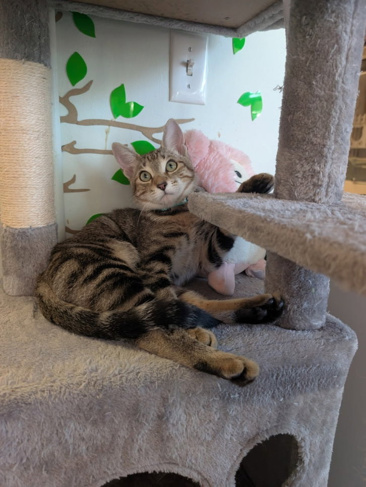 Ron - male teen kitten, photo 3