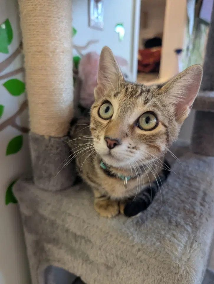 Ron - Male Teen Kitten image 4